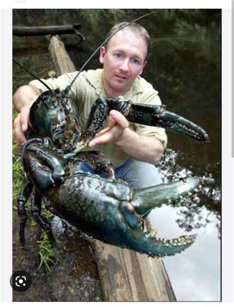 Tasmanian giant freshwater crayfish : r/natureismetal