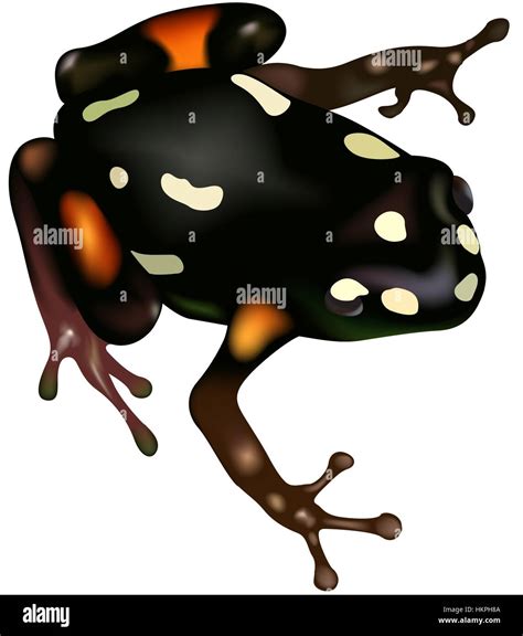 Poison Dart Frog Stock Vector Image Art Alamy