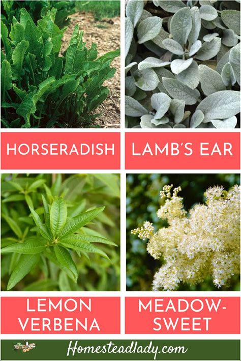 50+ Herbs That Grow in Shade • Homestead Lady