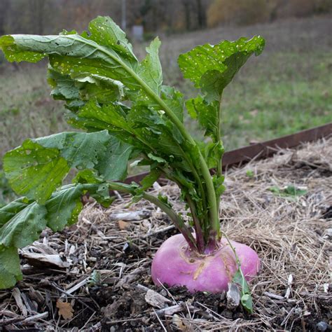 Heirloom Purple Top Milan Turnips Organic Seeds