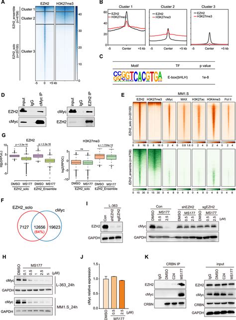 EZH2 Noncanonically Interacts With CMyc And Co Localizes With Gene