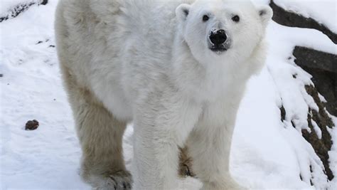 Digital subscriptions will change for readers of CJ Louisville 13