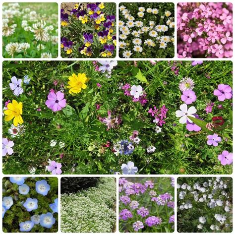 flowering ground cover 10