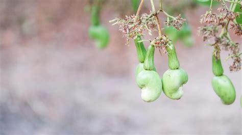 Paw Paw Fruit Stock Photos, Images and Backgrounds for Free Download