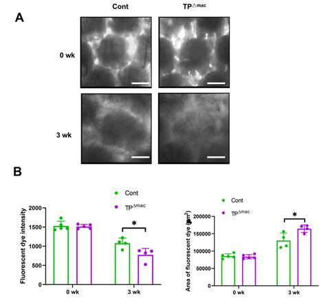 Lymphatic Microcirculation In The Regions Distal To The Wound Tissues