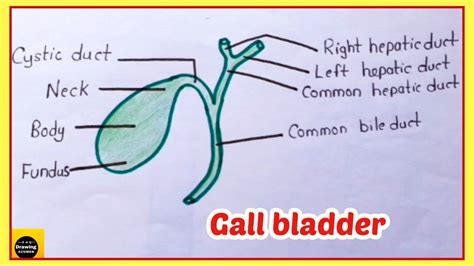 How To Draw Gall Bladder Diagram In Easy Way Digestive System