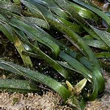 Tape seagrasses (Enhalus acoroides) on the Shores of Singapore