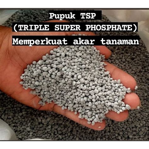 Jual Pupuk Tsp Memperkuat Akar Tanaman Dan Pengisi Buah Kg Shopee