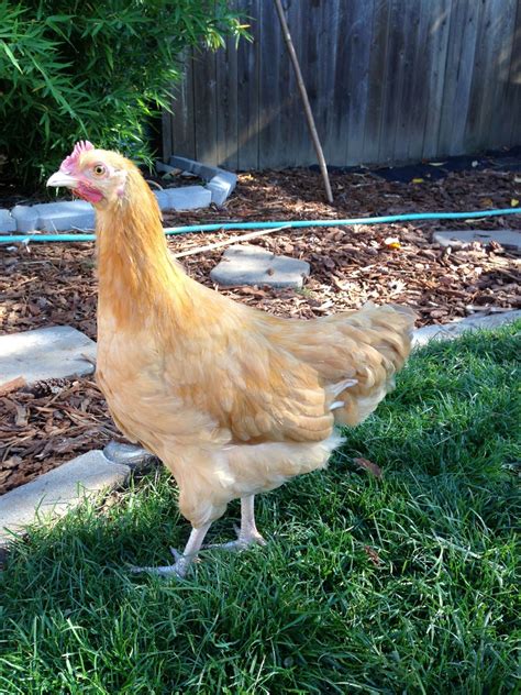 Buff orpington rooster? 13 weeks | BackYard Chickens - Learn How to ...