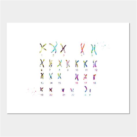 Male Chromosome idiogram - Chromosome - Posters and Art Prints | TeePublic