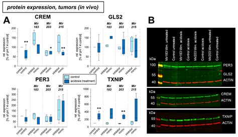 Ijms Free Full Text The Role Of Micrornas In Gene Expression And