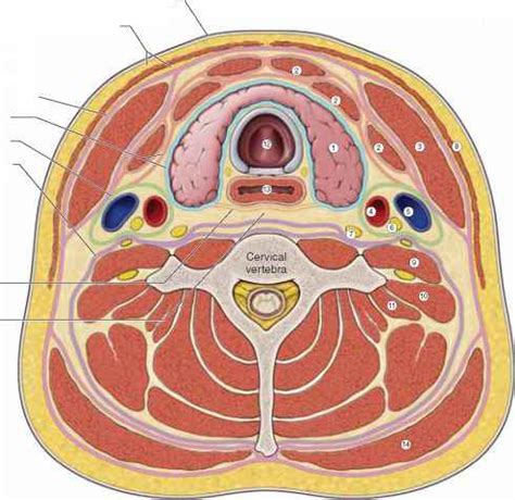 Deep Cervical Fascia - Anatomy - Mitch Medical Healthcare