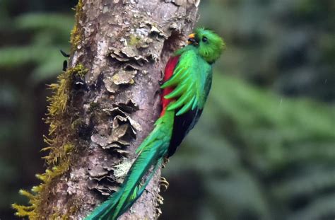 『伝説の鳥、ケツァール： コスタリカで色鮮やかな鳥を探して（1）』その他の観光地コスタリカの旅行記・ブログ By Takashiさん