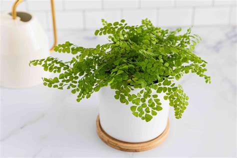 Potted Ferns Care