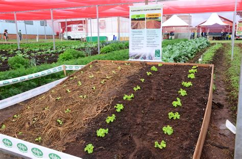 Plantio Direto Em Hortali As Destaque Na Expoagro Afubra