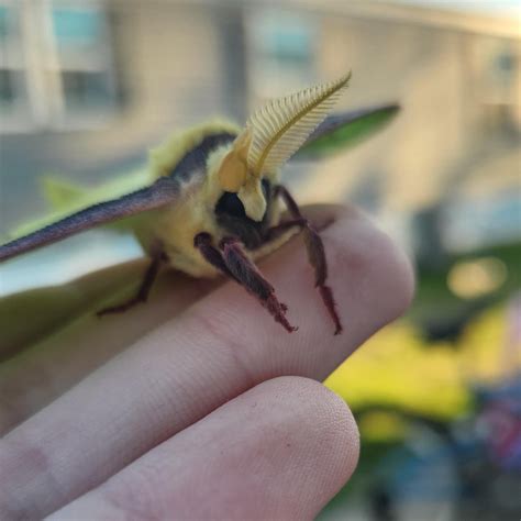 Luna moth I found yesterday! First moth I've seen this year. : r/moths