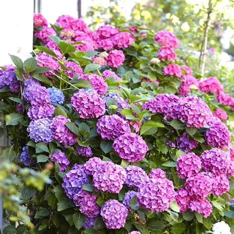 Buy Hydrangea Macrophyla Bouquet Rose Affordable Gardens4you Ie