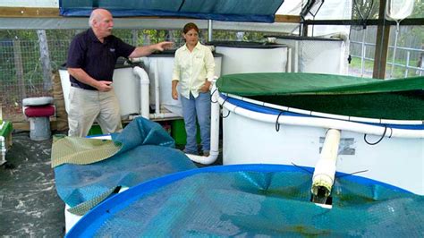 The Cost Of Commercial Aquaponics Ecofilms