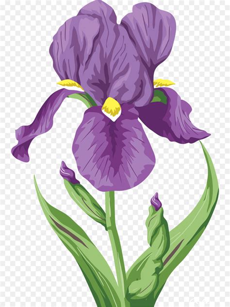 Iris Flowers Clip Art Images | Best Flower Site