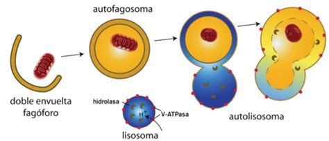 Qu Es La Autofagia