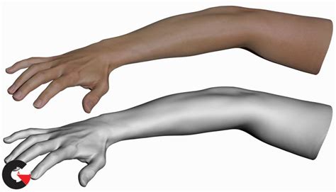 3d Scan Store Ultimate Male Hands Pack Cgarchives