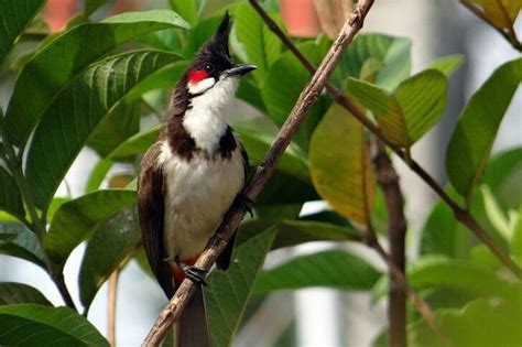 Interesting Birds Of Kauai Pictures Ids