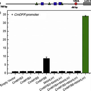 Transient Over Expression Of CmMYB6 In Nicotiana Tabacum Leaves Causes