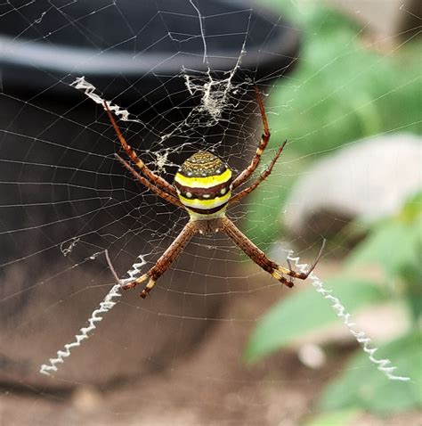 St Andrews Cross Spider - Wildlife Den - South African And Australian ...