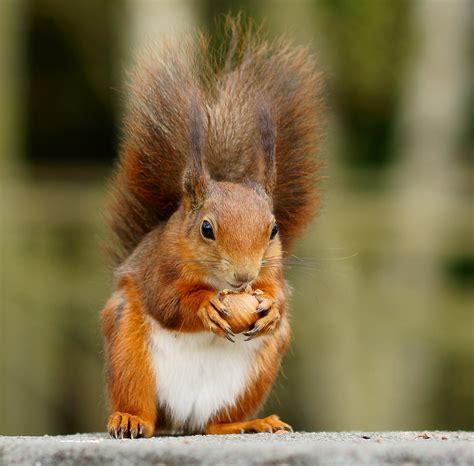 Still Posing Female Squirrel Seen At The British Wildlife Flickr