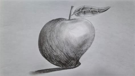 Pencil Drawing Of Mango