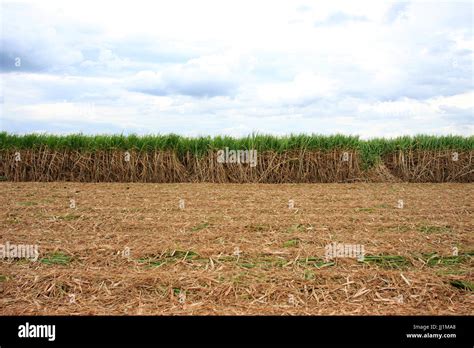 Sugarcane Plantations Fotos Und Bildmaterial In Hoher Aufl Sung Alamy