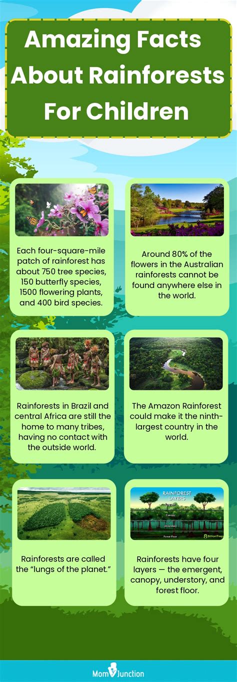 19 Must Know Rainforest Facts For Kids