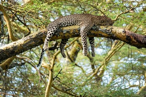 Premium Photo | Cheetah sleeping on tree in jungle Guepard liyng on the ...