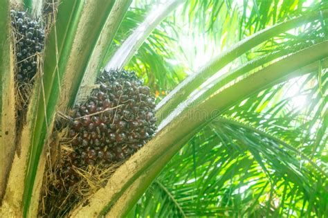 Oil Palm Tree In Plantation Growing Up With Mature Fruit Waiting For