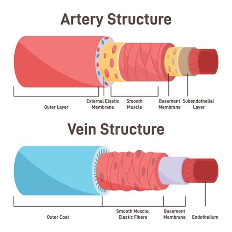 13 Artery Vs Vein Structure Diagram Images, Stock Photos, 3D objects ...