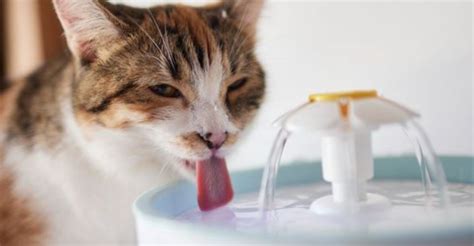 simple habits   extend  cats life  boost