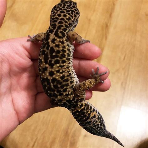 Leopard Gecko In The Wild