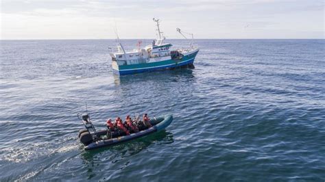 Dauphins le gouvernement envisage des dérogations pour les pêches