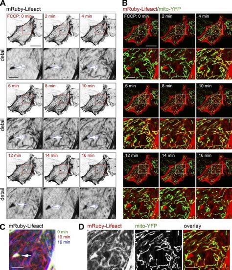 Mitochondrial Assembly Of F Actin In Living Cells A And B HeLa Cells