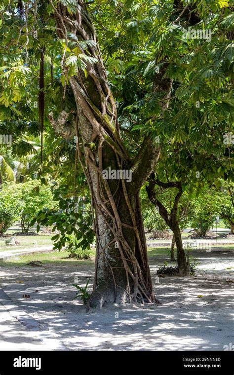 Breadfruit Tree With Fruit Artocarpus Altilis Tropical Vegetation On