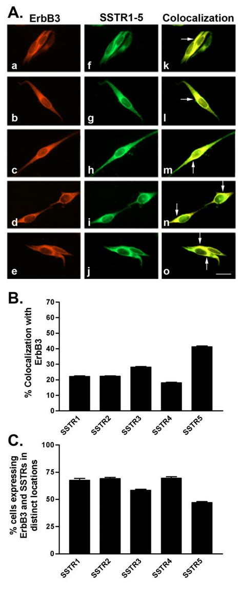 A Representative Photomicrographs Illustrating Double Download Scientific Diagram