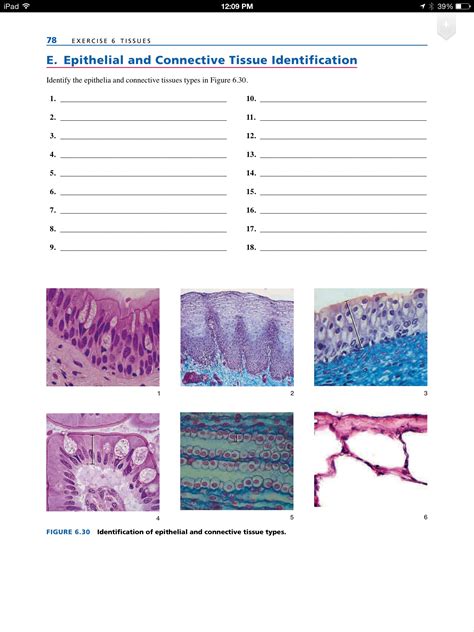 Types Of Tissue Worksheet