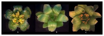 Sex Expression And Floral Diversity In Jatropha Curcas A Population