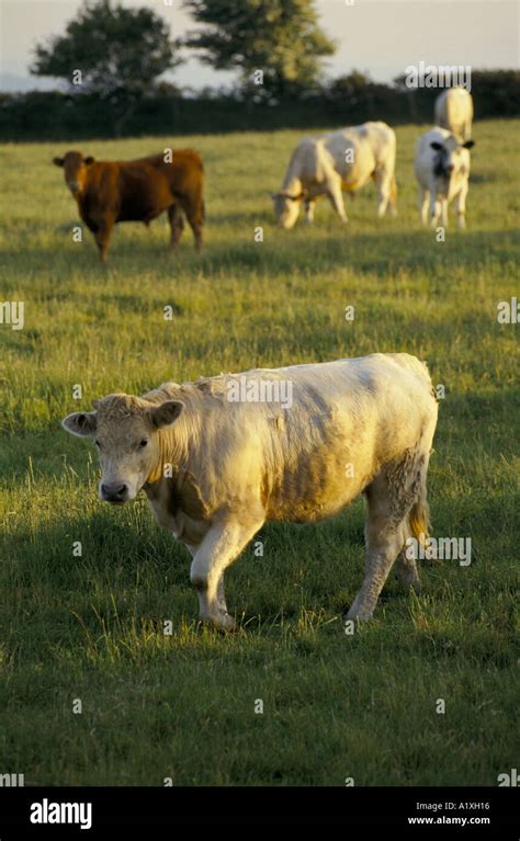 llanboidy high resolution stock photography  images alamy