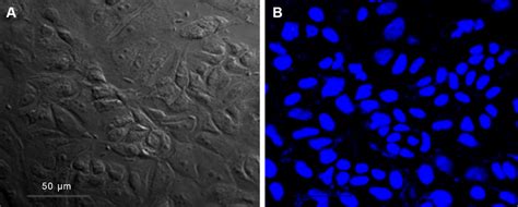 ClsM Images Of McF 7 Cells A Under Bright Field And B Nucleus