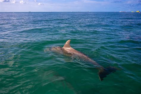 Key West Dolphin Tours And Encounters