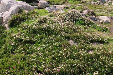 Western Moss Heather Flora Of The Lower Mainland · Inaturalist