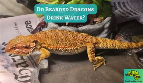 Do Bearded Dragons Drink Water? If So, How Much?