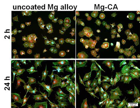 Fluorescent Micrographs Of MC3T3 E1 Pre Osteoblasts Grown In Culture