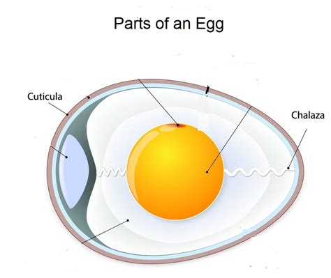 Egg safety and Parts of an Egg Diagram | Quizlet